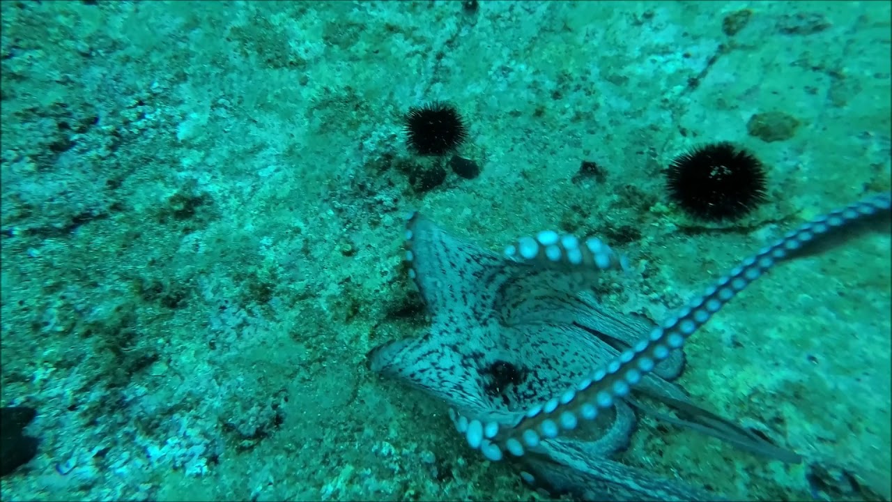 Octapus Can You See Me YouTube octapus-can-you-see-me-youtube
