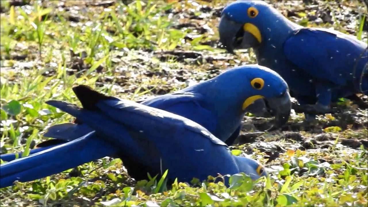 Pantanal Birding Tour!