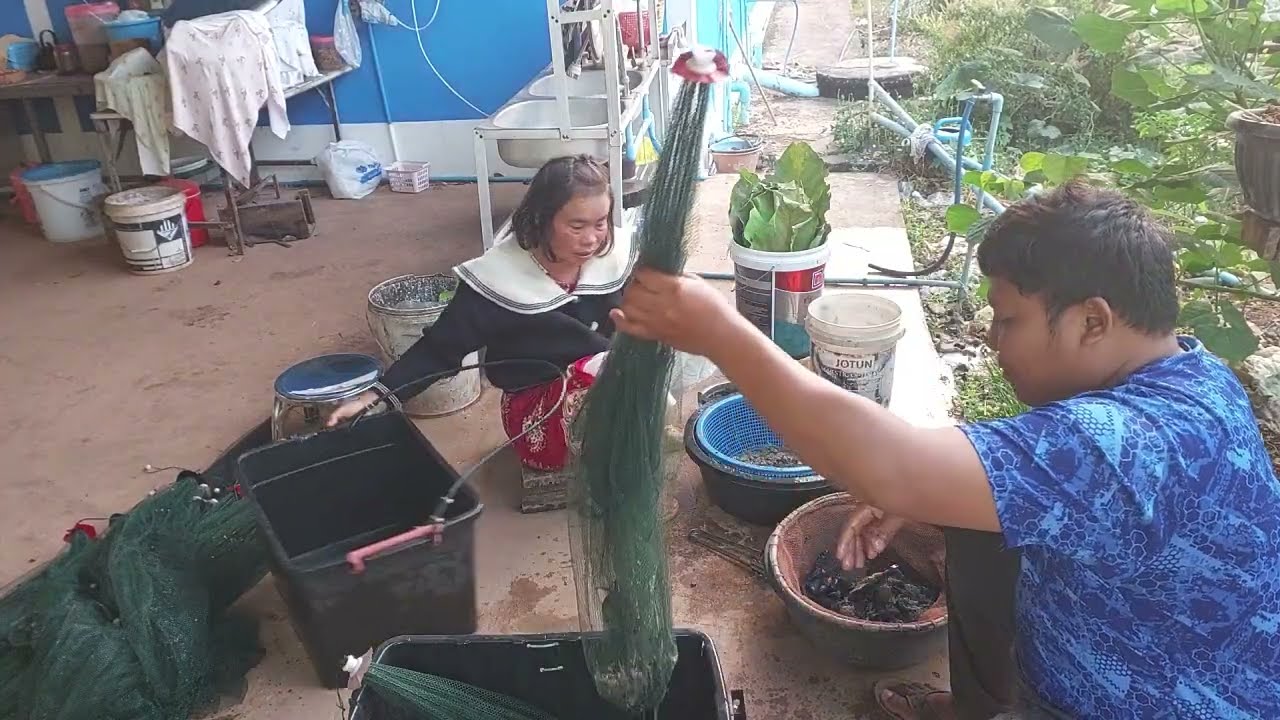 ช่วยกันเอากุ้งออก วันนี้ไม่ได้วิ่งไปขายมีคนมารับซื้อถึงบ้าน