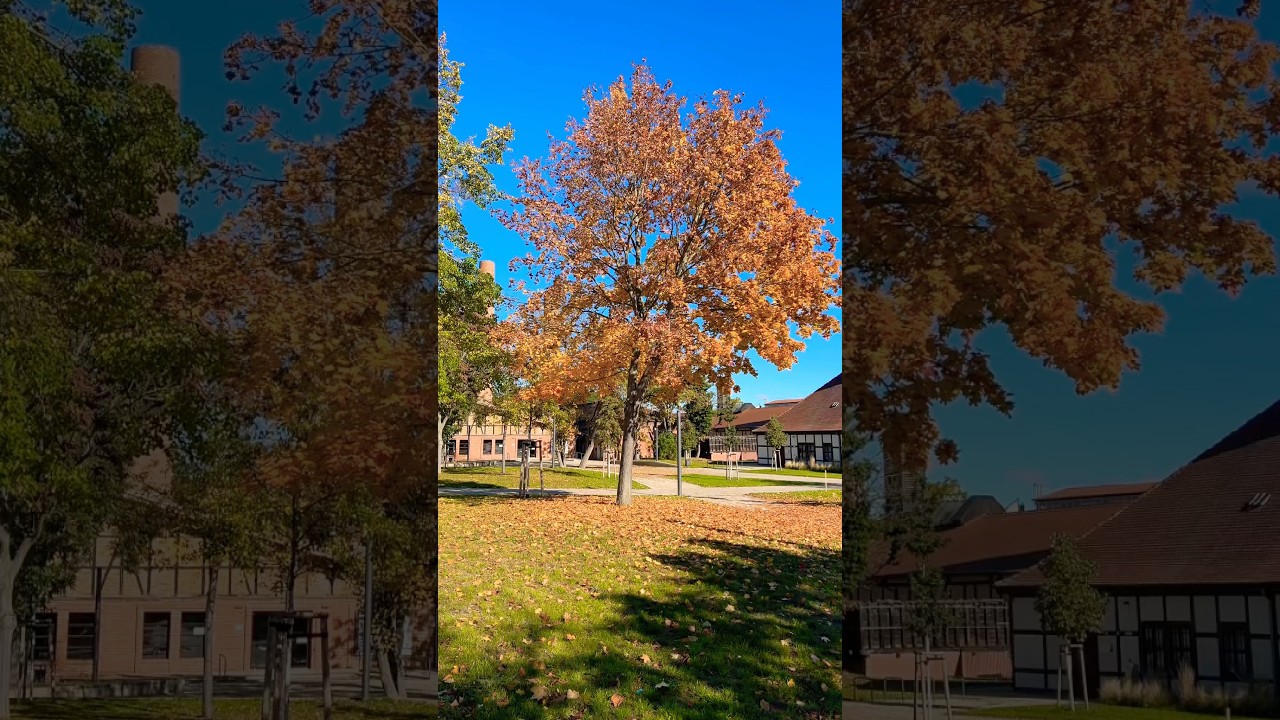Sunny Autumn Day in Halle (Saale) 🍂☀️ | Golden Park Vibes 🇩🇪