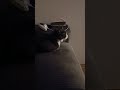 MY CAT LOVES WATCHING TV