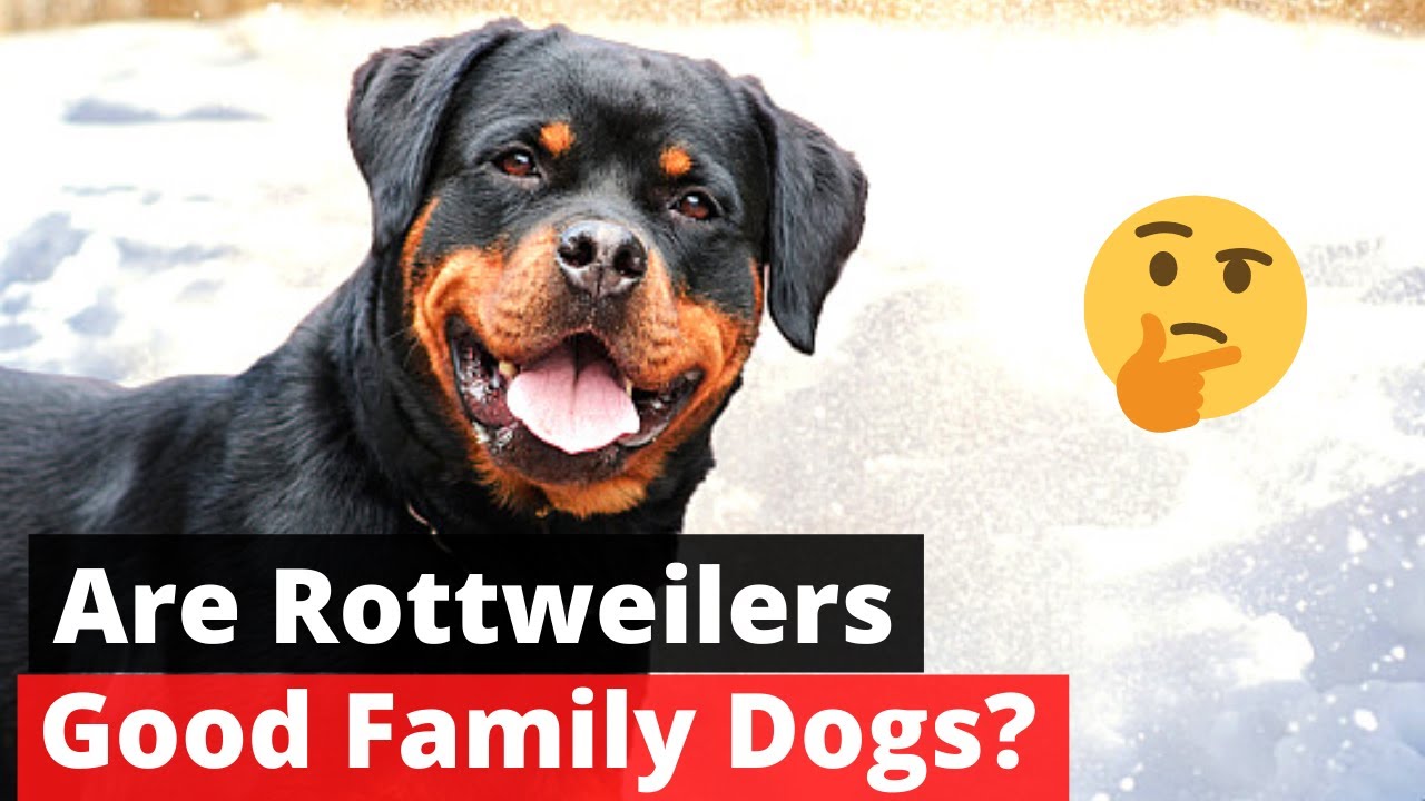 Are Rottweiler Good Family dogs? Should you get one for your family