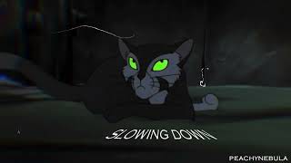 ✧ you hold on to what you believe in | felidae