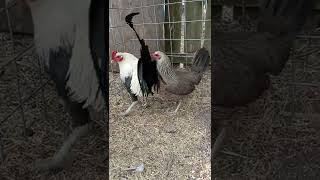 3/4 Bumble foot grey 1/4 Rat graves lieper  trio
