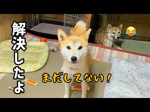 解決したはずなのに納得がいかない柴犬の女の子がかわいい