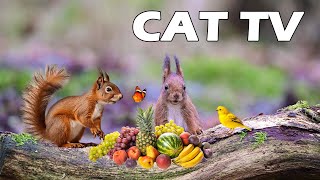 TV FOR PETS  Cute Squirrels And Birds Have A Party Of Tropical Fruit  Help Cats Reduce Stress