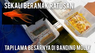 TERNAK IKAN PLATY DI MINI FARM, SEKALI BERANAK RATUSAN EKOR TAPI LAMA GEDENYA!