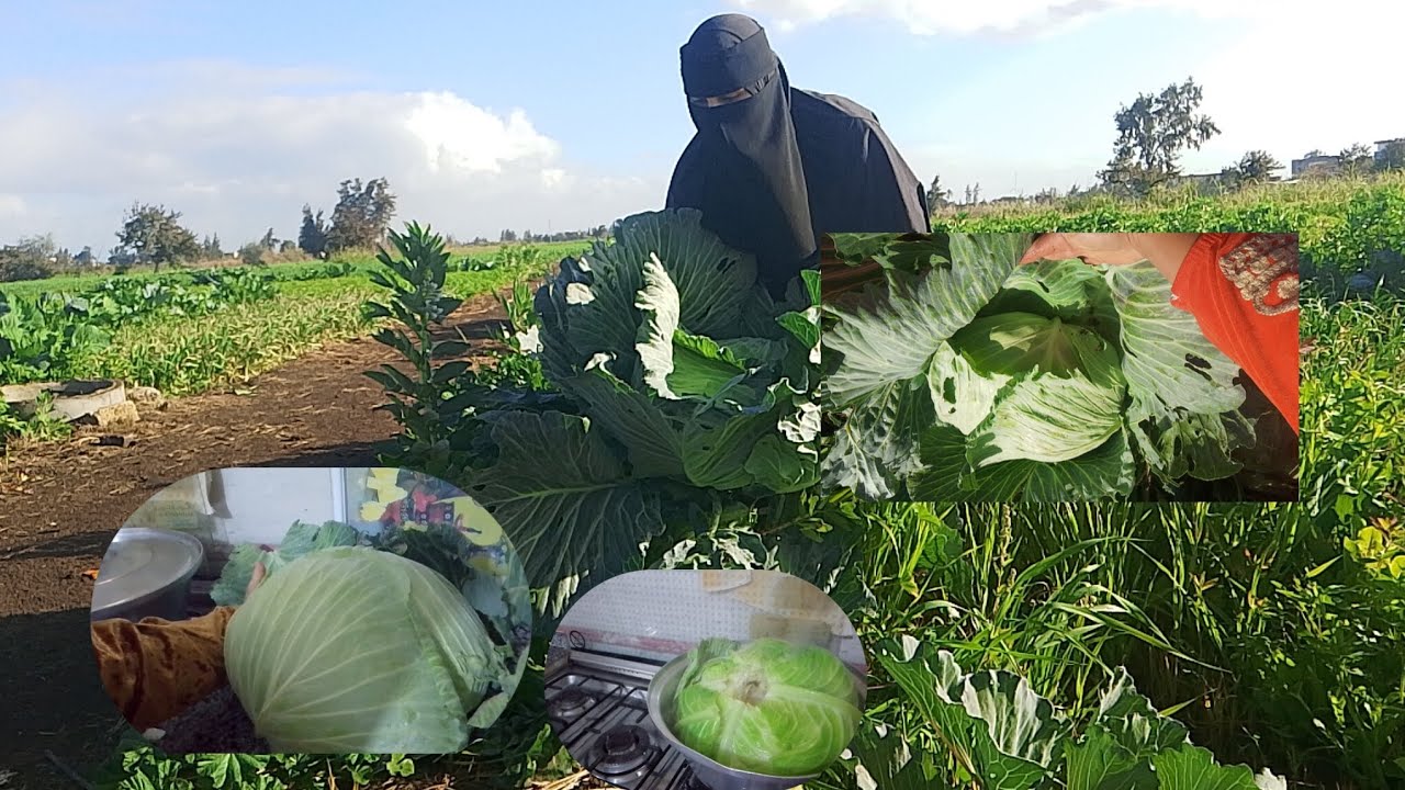 اللي اوله تعب اخره راح 🫰 واحنا الفلاحين بالشطاره معروفين 💪 كرنب من الارض على المحشي على طول