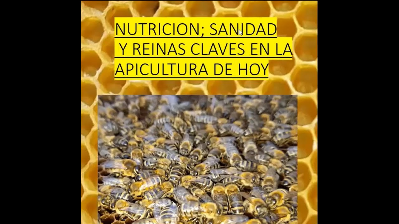 Crianza de reinas, nutrición y sanidad con Vincent Toledo