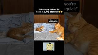 Quick learner🥹 #fyp #viral #animals #cat #cats #cute #funny #kitten #catvideos #fypシ #shorts #yt