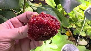 Join Walking In My Downstairs Indoor Fig Forest ilovefigs Tell A Friend Who Cannot Grow Outdoors 