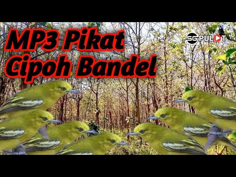 Cipoh Nyerecet Dahsyat❗,Suara Pikat Khusus Cipoh/Sirpu Bandel