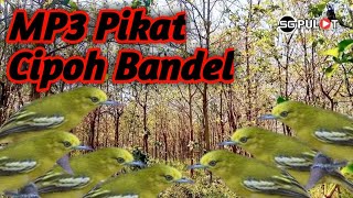 Cipoh Nyerecet Dahsyat❗,Suara Pikat Khusus Cipoh/Sirpu Bandel