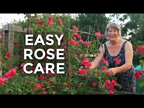 Video: How To Care For Roses In Summer?