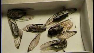 How to Make Money from Home with Nature Items