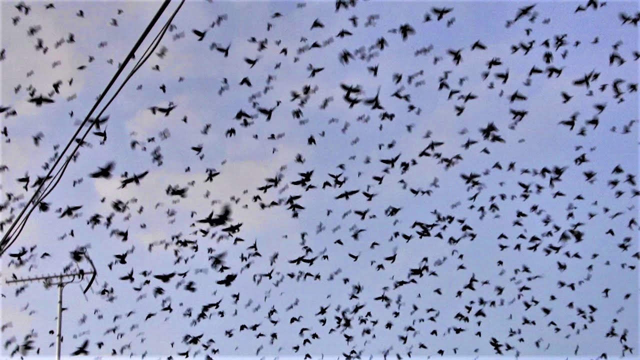突然上空にカラスの大群が Youtube 突然上空にカラスの大群が Youtube