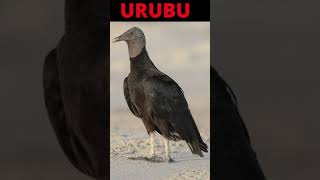 Atenção Cuidado Com Os Urubu