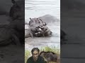 Wildlife Showdown 🤯 Crocodile 🆚 Wildbeest 野生動物対決😲ワニ対ヌー #wildlife #youtubeshorts