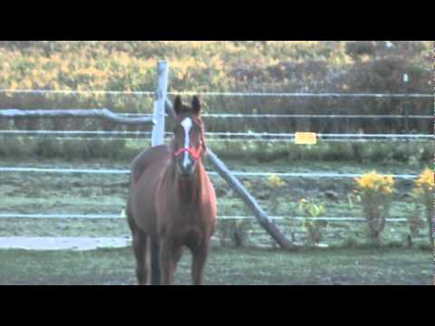 E(q)Harmony: If horses could make dating videos E(q)Harmony: If horses could make dating videos