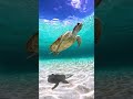 #underwater #ocean #seaturtle #beach #okinawa #gopro #沖縄 #travel