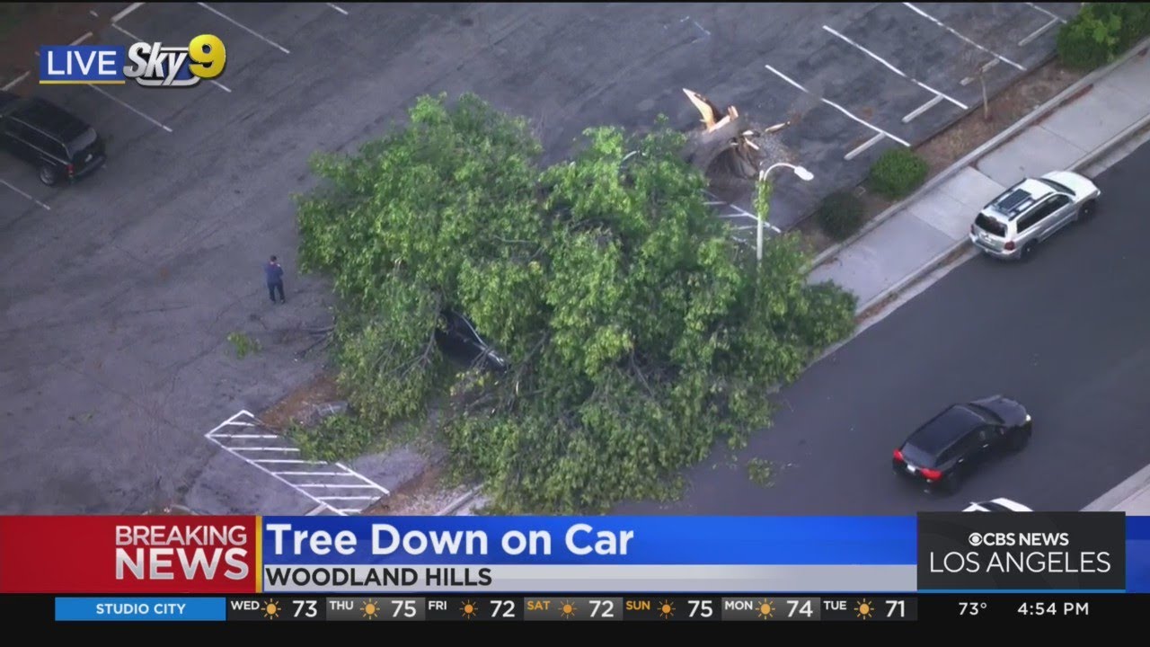 Tree falls on top of car in Woodland Hills - YouTube