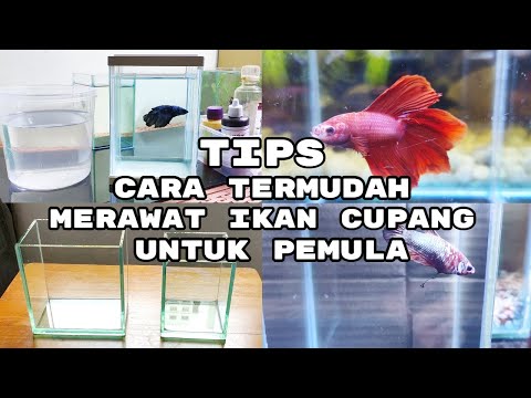 Cara Mengurus Cupang Dengan Baik