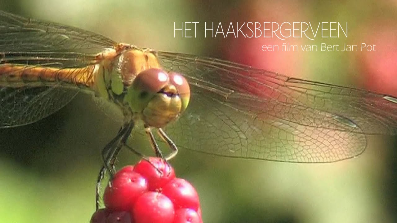 Het Haaksbergerveen - een film van Bert Jan Pot