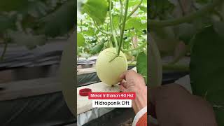 Inthanon Melon 40 Days After Planting #MelonGG #Hydroponics #IndonesianAgriculture