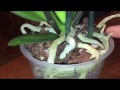 Пересадка фаленопсис. Phalaenopsis orchid growing. уценка.