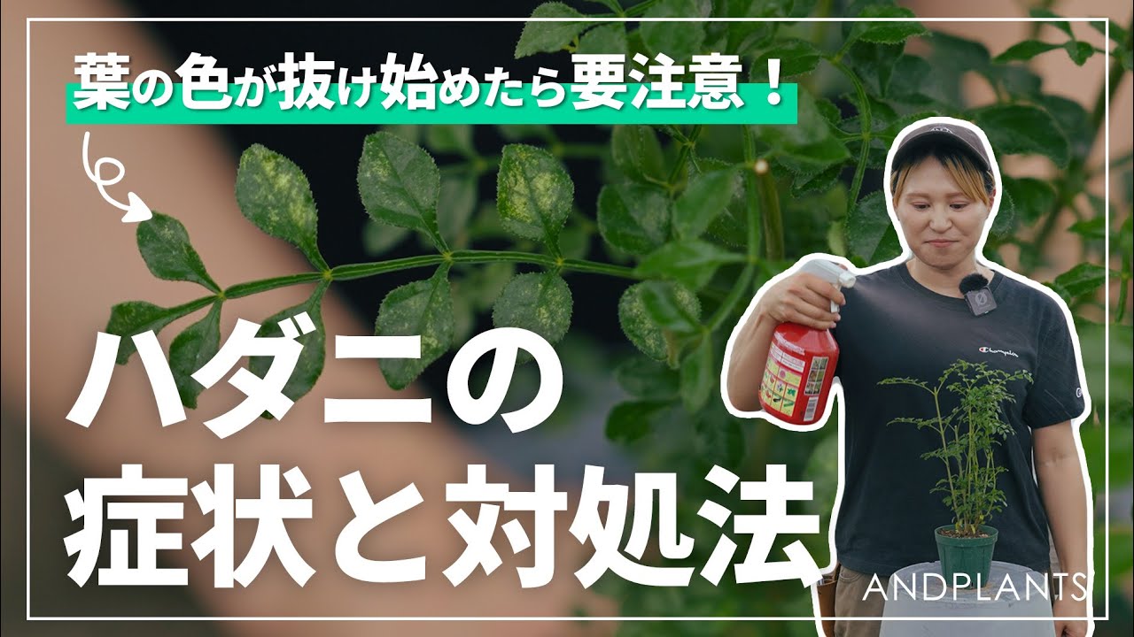 【放置NG】ハダニの見分け方と即効対処法｜繁殖スピードに注意！