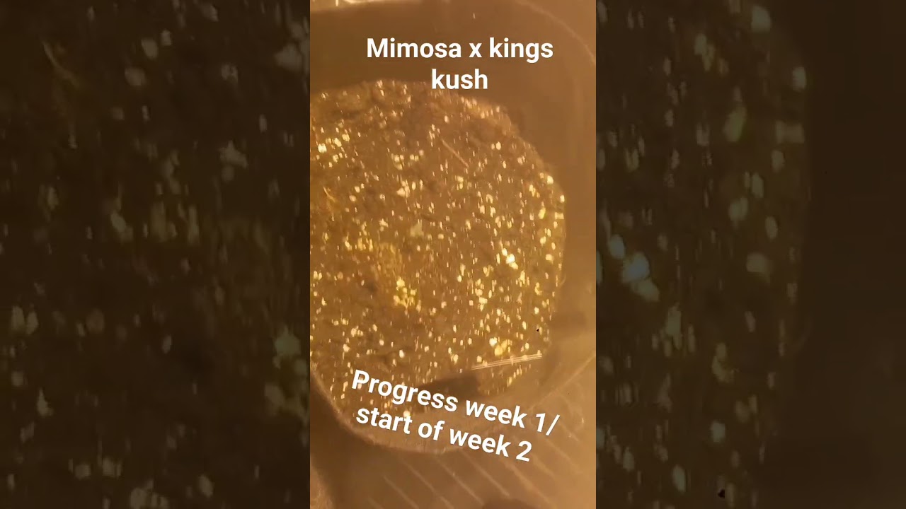 week 1 kings juice (mimosa x kings kush) 