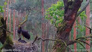 Bocian czarny Online Wolsztyn / Black stork Online Wolsztyn