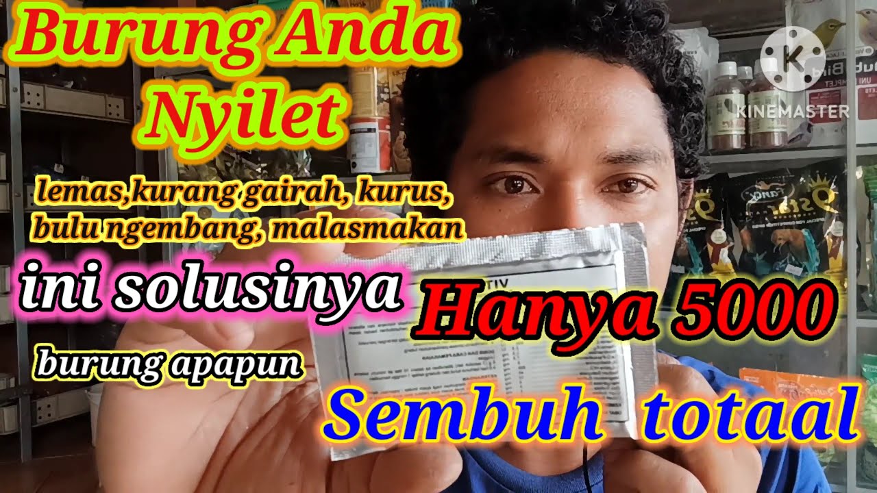 Burung Anda Nyilet Atau kurus Sekali Napsu Makan Berkurang INI OBATNYA Murah Ampuh Dan Efektif