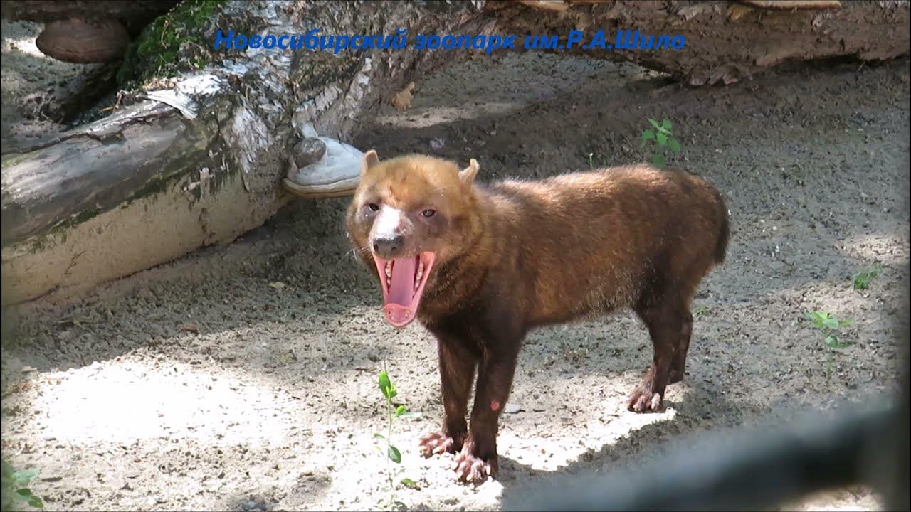 Кустарниковые собаки (Speothos) LifeCatalog