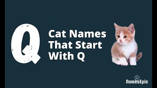 20 Best Cat Names That Start With Q | Girl and Boy Cat Names