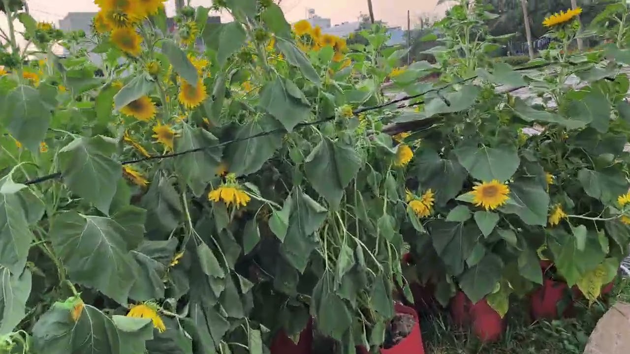 #kêt thút vụ hoa tết 2026 