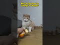 why do cats react so strongly to oranges?#curiosity #curiosities #science #cats #animals