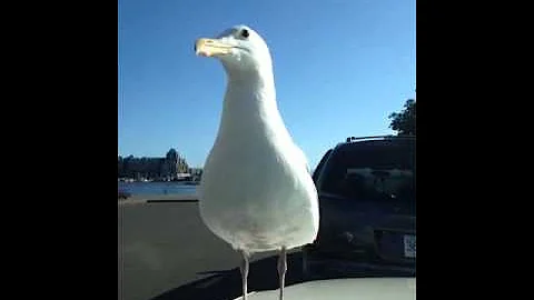 New friend