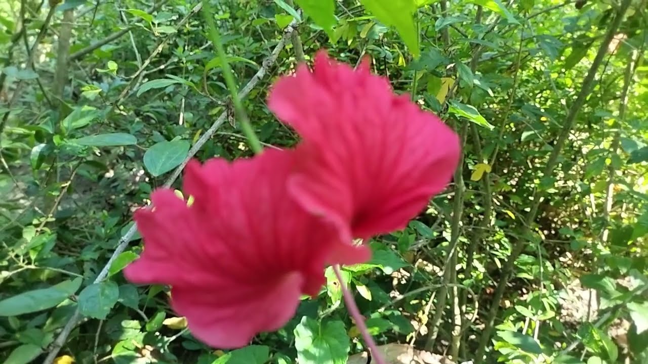 การตอนมะละกอ โดยไม่ใช้ดิน ไม่ใช้แกลบ ไม่ใช้ขุยมะพร้าว ใช้แค่น้ำเปล่า Crop cultivation method