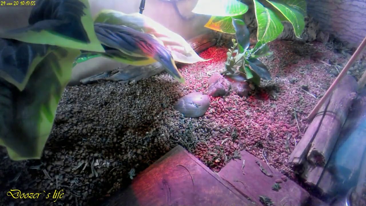 Time Lapse Fraggle Rock Tortoise [Вт 29.09.20]