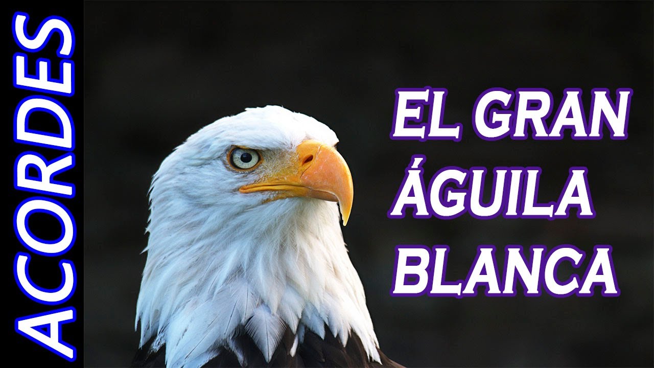 EL GRAN ÁGUILA BLANCA ️EL BAÚL DE LOS ACORDES CRISTIANOS ️ Accordi