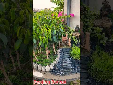 Penjing bonsai #penjing #bonsai #nature