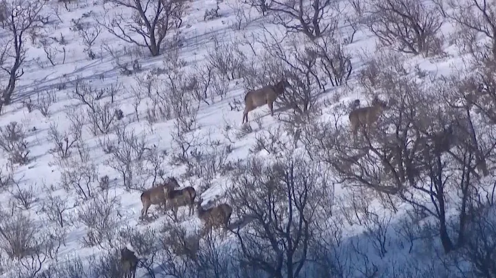 Red deer population rises in north China reserve as eco-environment improves - DayDayNews