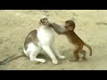 Cat and Monkey Playing | Very Unlikely Friends | Poke My Heart