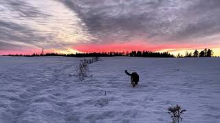 German Shepherd West