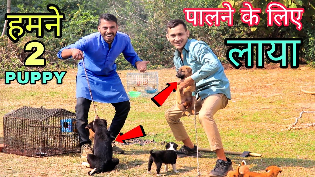 हमने दो कुत्तों को पालने के लिए लाया We brought two dogs to foster
