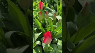 Tulip #short #Tulip