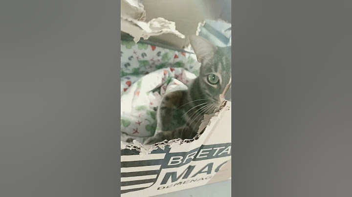 Laisse moi ! Je fais ma roupillette...😆#shorts #short #animal #animaux #chat #chats #chaton #chatons