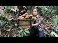 Harvest natural fruits and bring them to the market to sell | Trieu Thi Mui