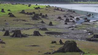 Peter Lik - Forest Devastation